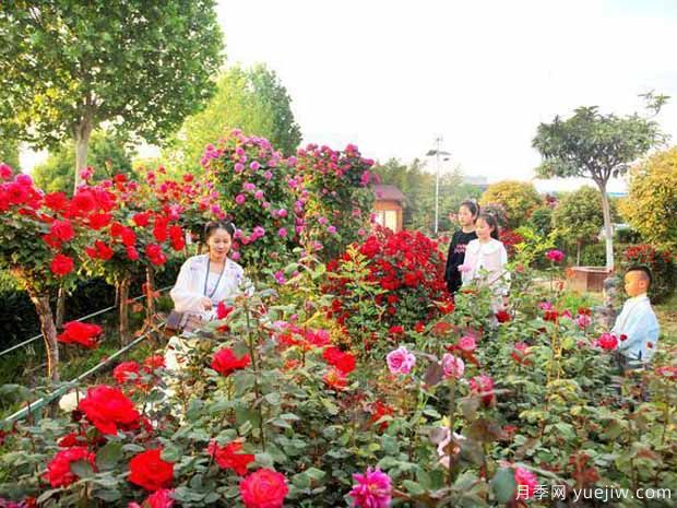 南陽(yáng)月季市花文化和景觀圖集(圖6)