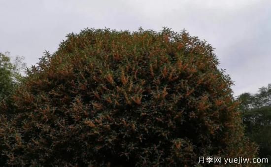 植物專類園帶火的苗木有哪些，月季園火了(圖8)