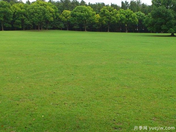 春夏過(guò)渡季節(jié)混播草坪的養(yǎng)護(hù)(圖1)