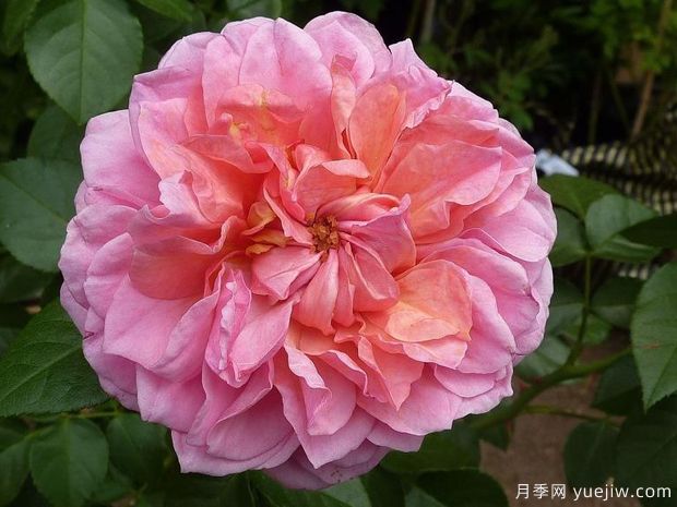 英國(guó)皮特月季，品種匯集(圖1)