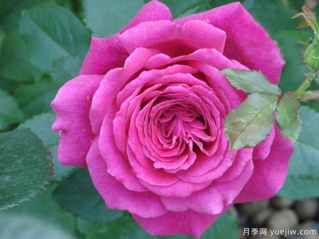 洛麗塔月季的優(yōu)缺點(diǎn)是什么？(圖1)