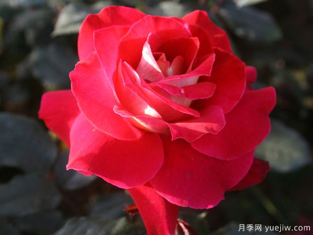 火和平月季/古龍?jiān)录?圖2) 火和平月季/古龍?jiān)录?圖2)