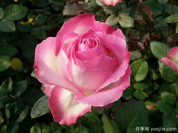糖果雪山月季的優(yōu)缺點(diǎn)是什么？和養(yǎng)護(hù)建議(圖2)