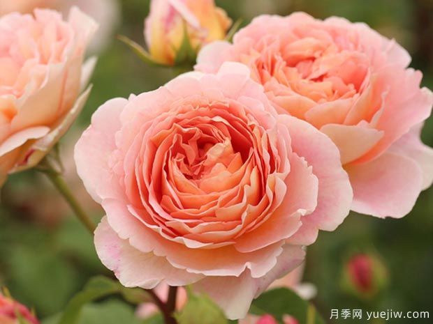 推薦10種***耐陰的濃香月季品種(圖2)