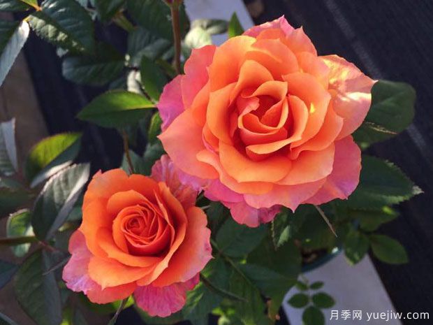 艾帕索，適合新手的微月，小陽臺(tái)也能輕松開爆盆(圖1)