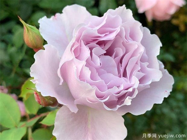 7個勤花好養(yǎng)殖的盆栽切花玫瑰，情人節(jié)讓愛更長久(圖5)