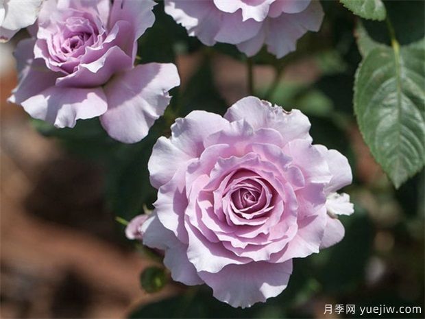 蜻蜓月季，喜歡紫色花必須入手(圖1)
