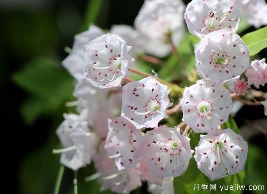 桂花樹和山月桂的區(qū)別有哪5點(diǎn)？(圖2)