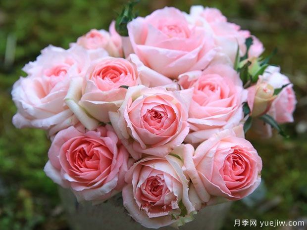 月季夏花丑，這4個(gè)品種試試，夏花美比春花(圖1)