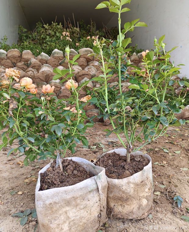 果汁陽臺大缽美植袋苗基地批發(fā)(圖3)