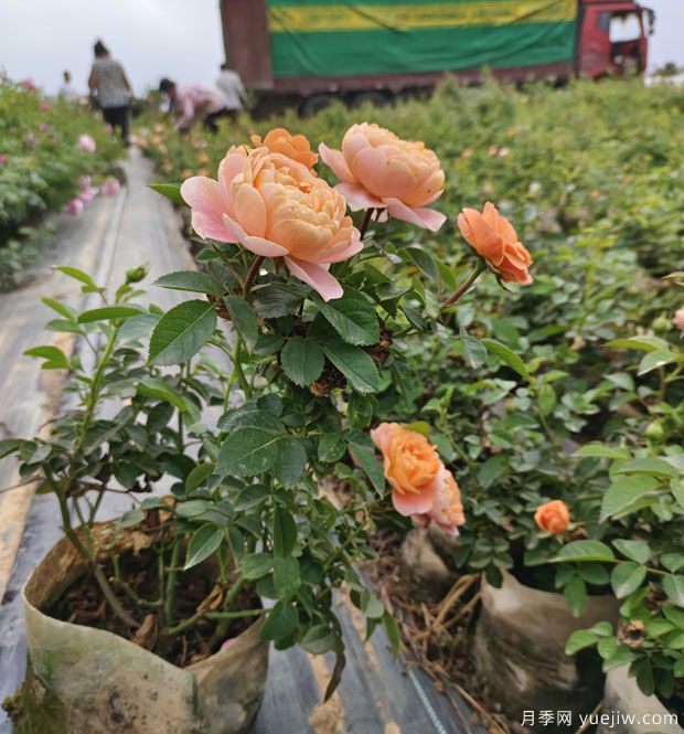 果汁陽臺大缽美植袋苗基地批發(fā)(圖5)