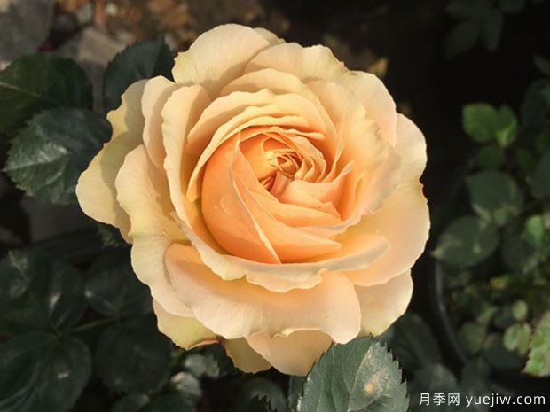 木星王陽(yáng)臺(tái)月季(圖4)
