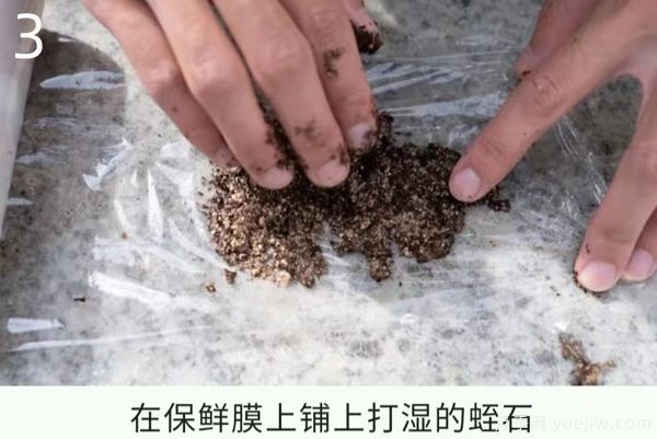 月季高壓繁殖的優(yōu)點和操作方法(圖3)