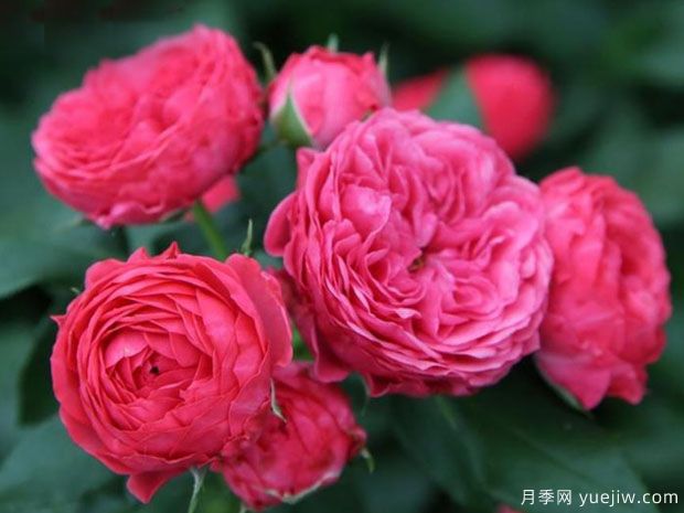 推薦6個值得入手的濃香大花月季品種(圖3)