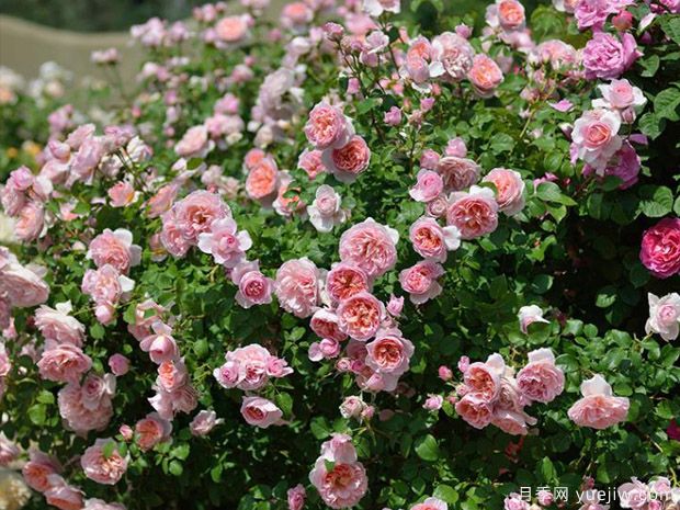 小區(qū)綠化常用種植植物有哪些？選擇辦法(圖1)