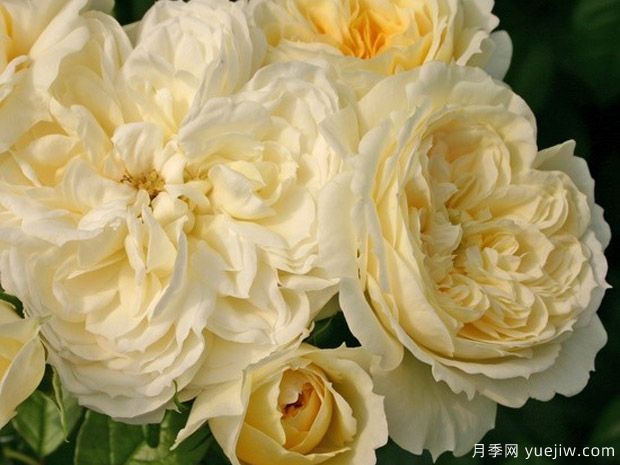 德國科德斯的20個花環(huán)月季品種，美麗又豐花，抗病好輕松養(yǎng)(圖2)