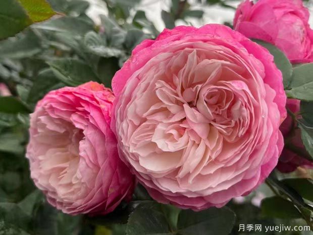 常見(jiàn)18種花卉不開(kāi)花的原因和解決方案(圖1)