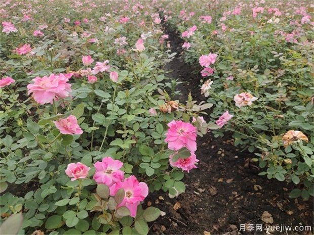 立春過后種植月季需要使用什么樣的土壤？(圖1)