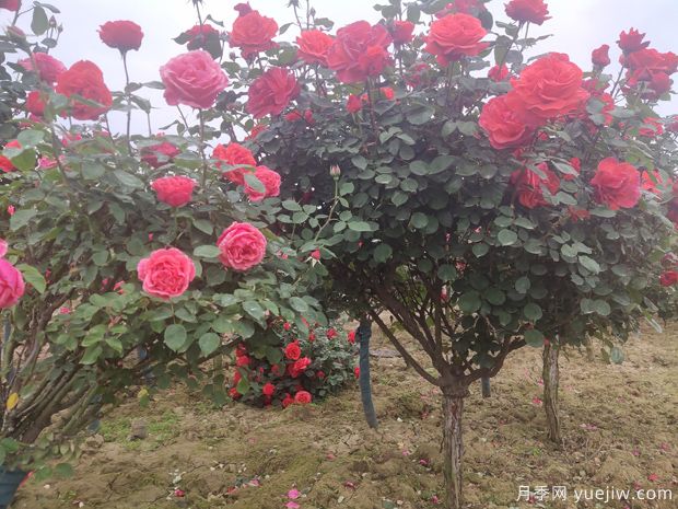 樹狀月季養(yǎng)護(hù)能活多少年？(圖1)