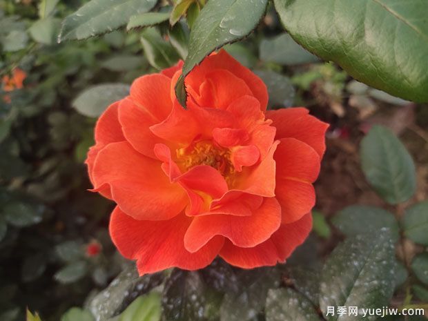 8個(gè)優(yōu)秀豐花月季品種，一株花滿枝頭(圖2)
