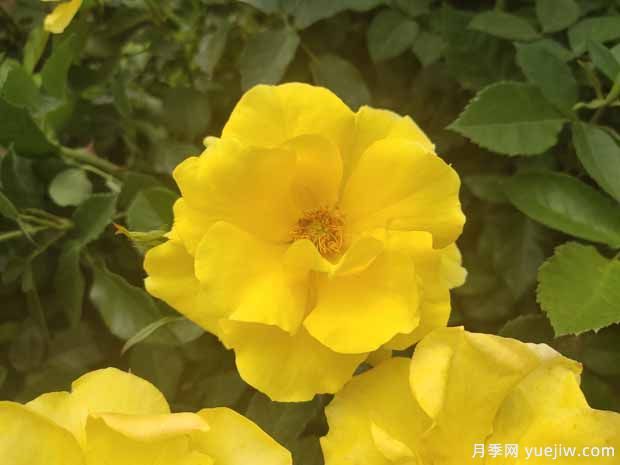 8個(gè)優(yōu)秀豐花月季品種，一株花滿枝頭(圖3)