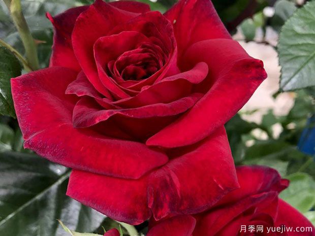玫瑰先生月季的觀賞美麗和養(yǎng)護指南(圖1)