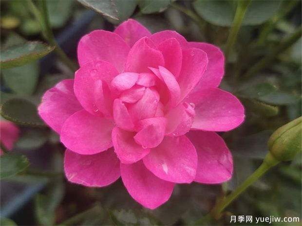 開花機(jī)器看微月，推薦12種微型月季品種(圖1)