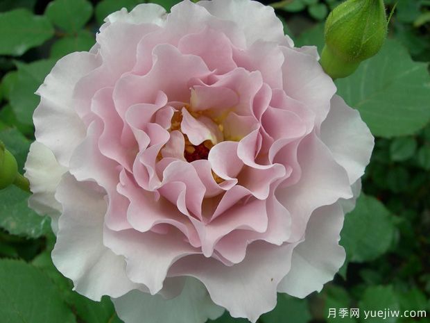 新浪潮月季優(yōu)缺點(diǎn)分析，波浪邊紫色花(圖1)