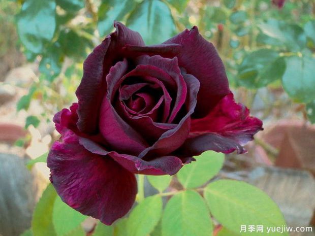 推薦15個黑色月季品種，高貴神秘有個性(圖3)