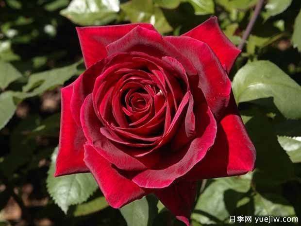 推薦15個黑色月季品種，高貴神秘有個性(圖4)