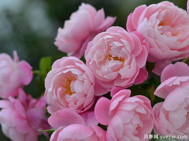 瓶插切花月季該如何選擇？讓玫瑰滿(mǎn)屋飄香(圖1)