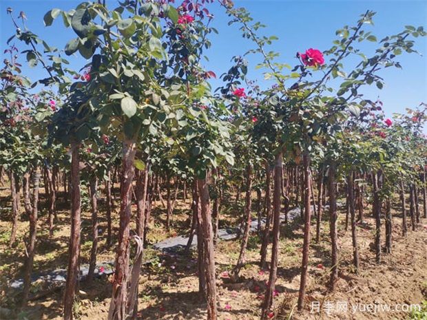 秋季花木移栽時間和注意措施有哪些？(圖1)
