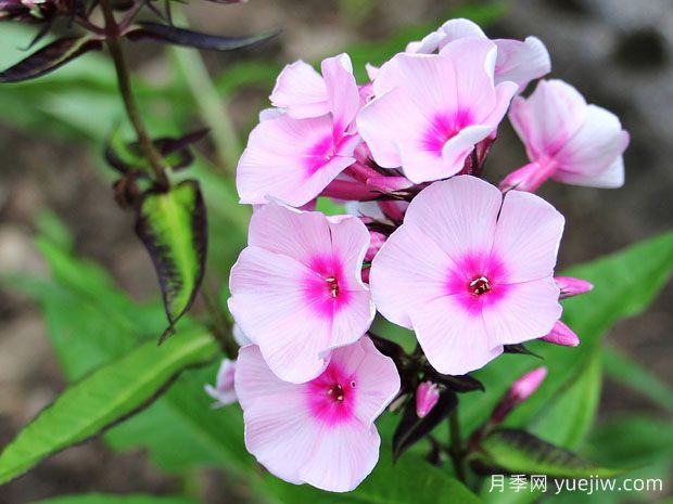 秋播16種草花品種，打造來(lái)年花園的絢麗燦爛(圖1)