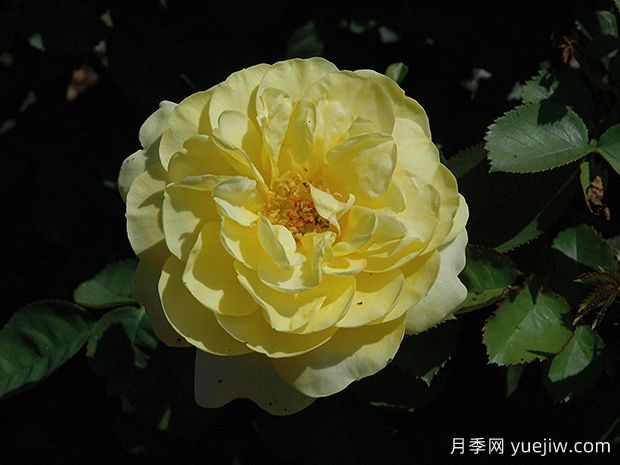 十大濃香月季排行榜，種一棵滿室飄香(圖10)