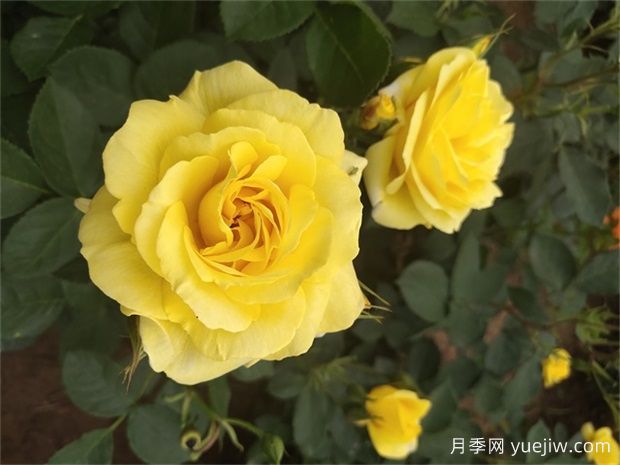 月季遇梅雨季怎么管理？做5個措施，再也不怕積水爛根(圖1)