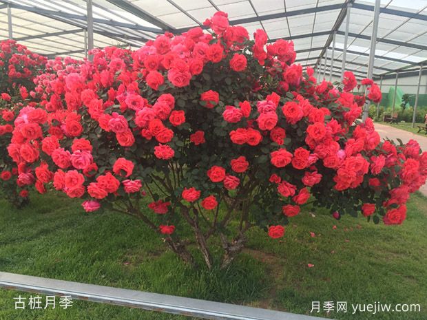 買什么月季花？月季樹花色花型多樣美麗極了(圖4)