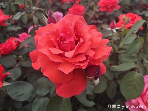 大花月季怎樣開出更多花朵？(圖1)