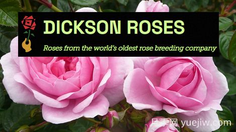 月季育種家：英國(guó)迪克森玫瑰苗圃(Dickson Roses)(圖1)