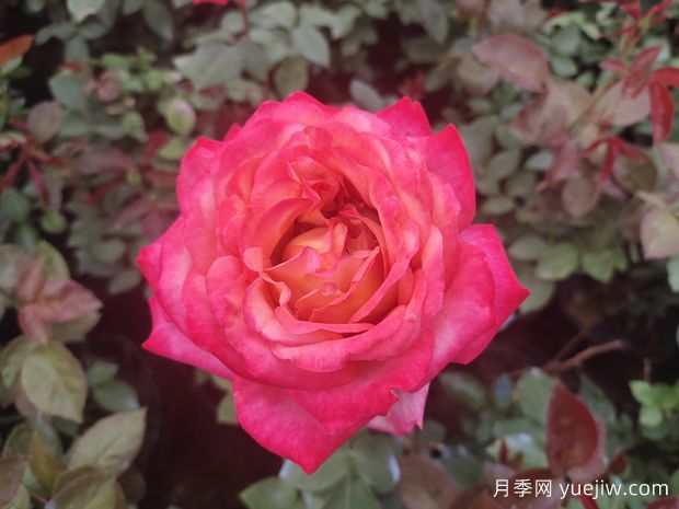 月季花什么時(shí)候開花？(圖1)