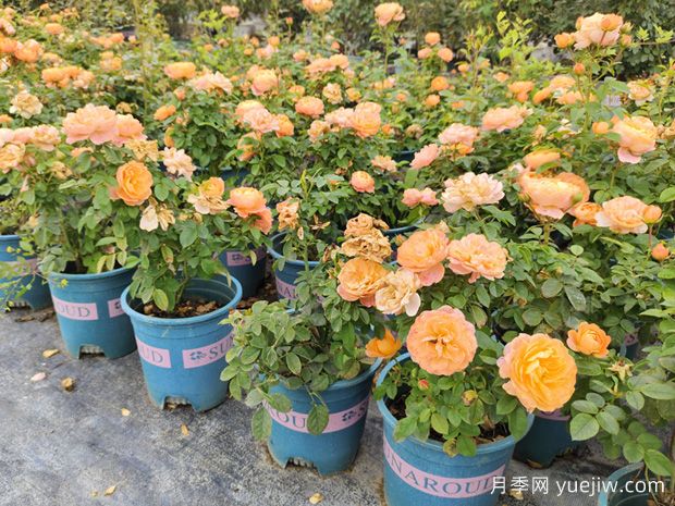 月季花怎么養(yǎng)才能養(yǎng)得好？怎樣養(yǎng)好月季花新手篇(圖1)