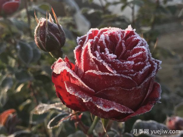 冬季月季花該如何防寒？4個管理措施(圖1)