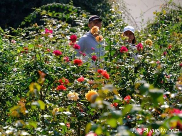 南寧花卉公園3萬株月季入盛花期，市民聞香而來(圖1)