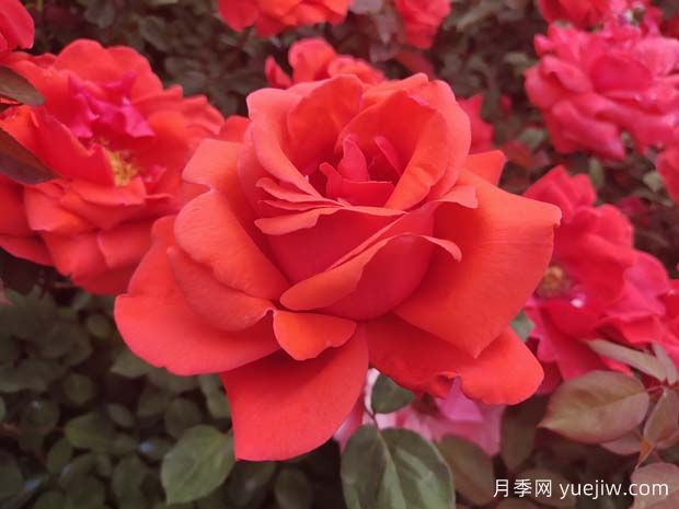 南寧花卉公園3萬株月季入盛花期，市民聞香而來(圖2)