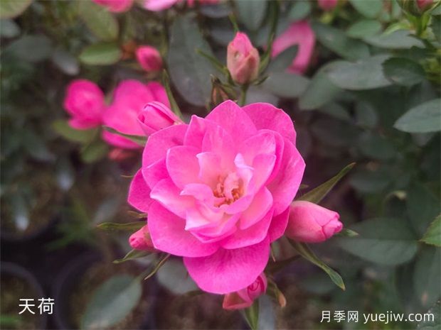 南寧花卉公園3萬株月季入盛花期，市民聞香而來(圖3)