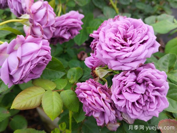 花店的玫瑰是切花月季，如何認清月季與玫瑰、薔薇的區(qū)別(圖1)