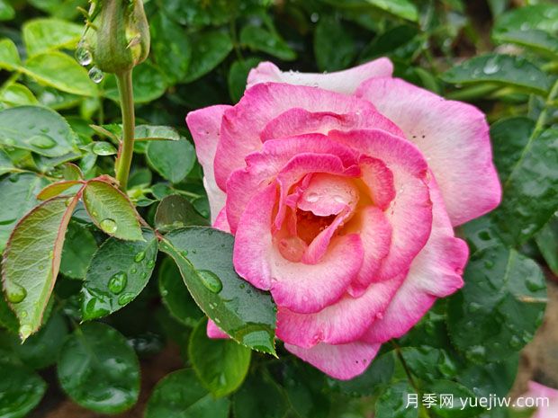 月季、玫瑰、薔薇，到底有什么區(qū)別？(圖1)