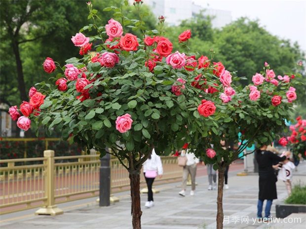 一棵月季幾百塊，為啥這么貴？這是月季樹(shù)(圖3)