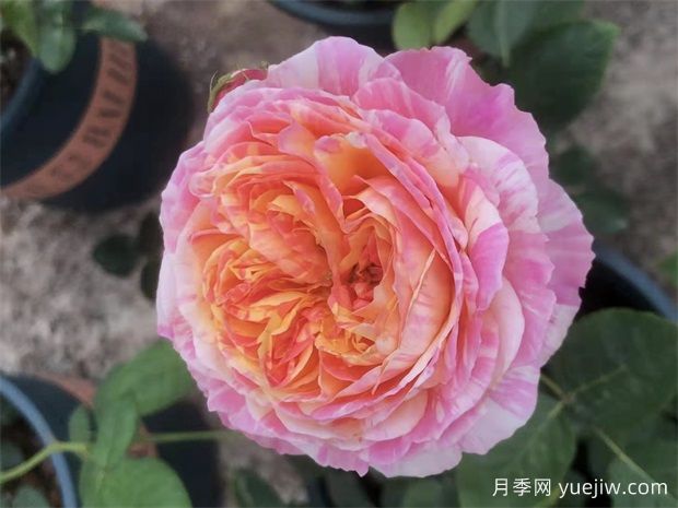 適合陽臺栽培的6款灌木月季，爆花抗病易養(yǎng)護(hù)(圖1)