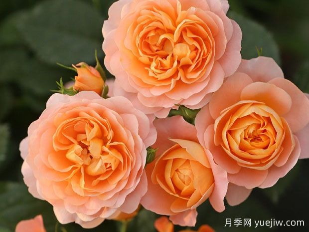 適合陽臺栽培的6款灌木月季，爆花抗病易養(yǎng)護(hù)(圖3)
