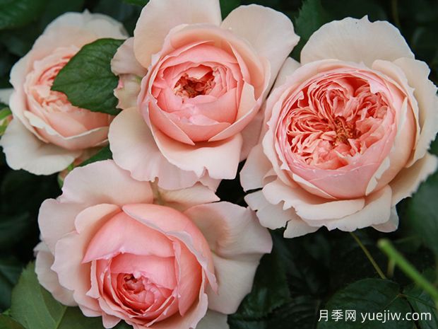 適合陽臺栽培的6款灌木月季，爆花抗病易養(yǎng)護(hù)(圖5)